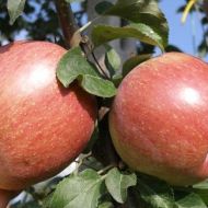 Саженец Яблоня Фуджи Фубракс в контейнере